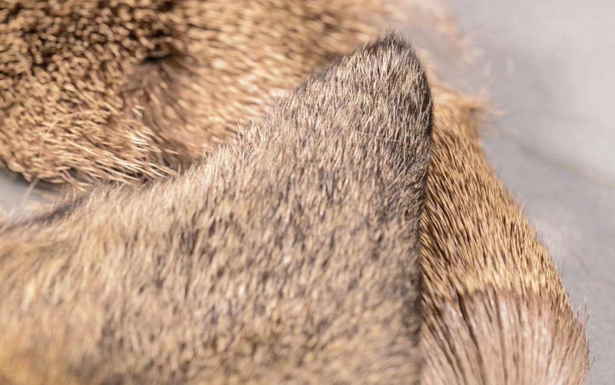 Matériaux de montage de mouches de pêche : l'oreille de chevreuil